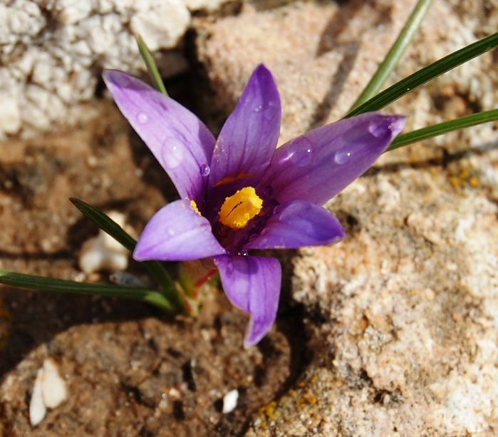 Romulea linaresii / Zafferanetto di Linares